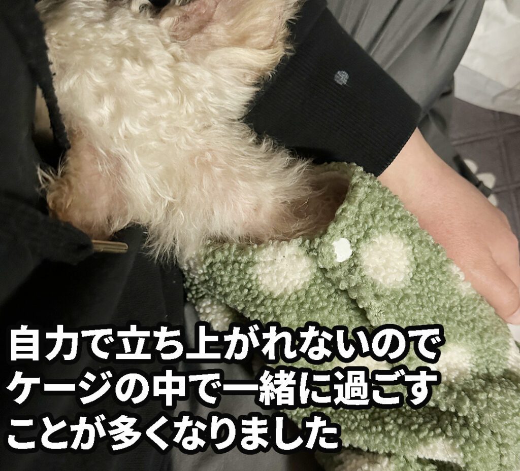 愛犬が倒れてからは一緒にサークルで過ごすことが多くなりました