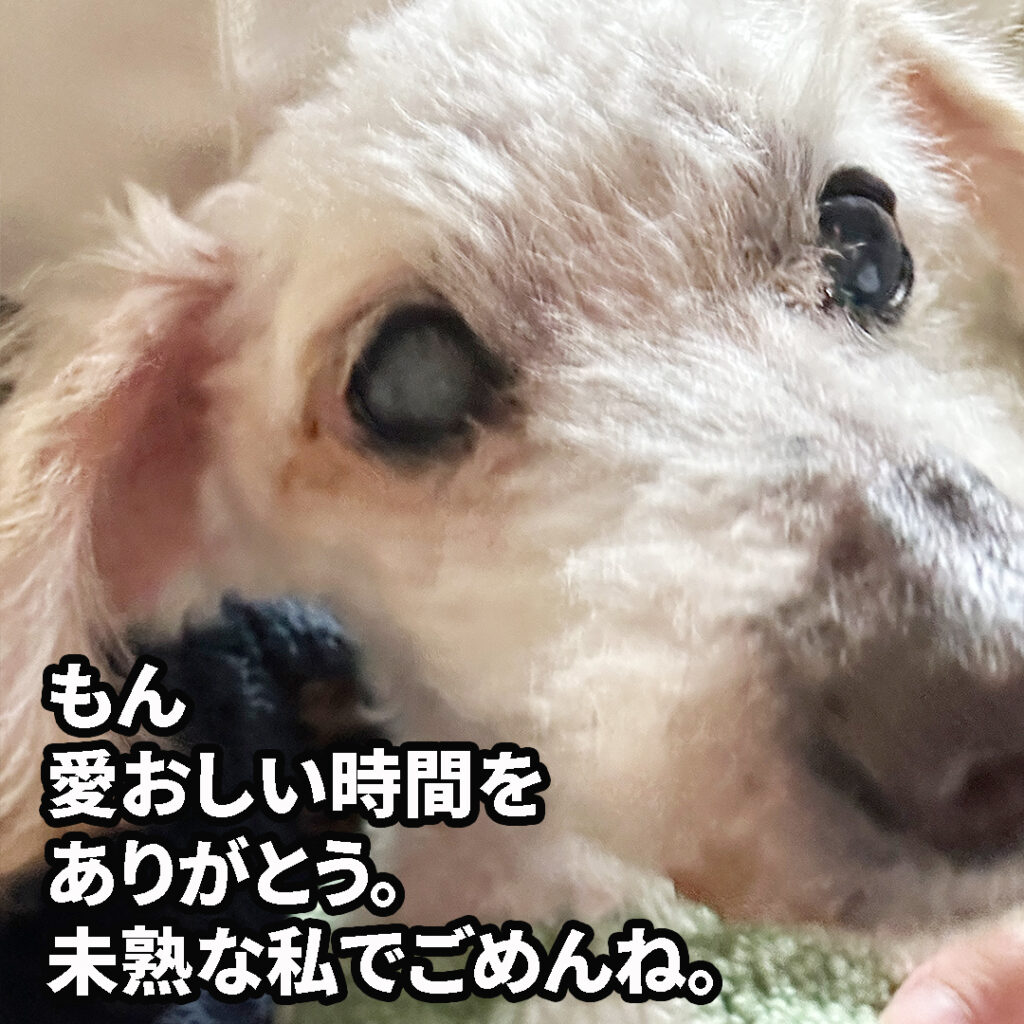 愛犬もんに想う気持ち