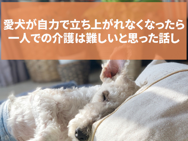 愛犬が自力で立てなくなったら一人での介護は難しいと感じた話し